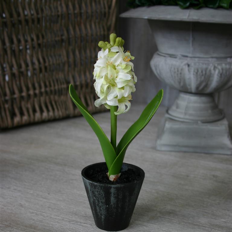 Small Cream Hyacinth